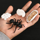 Simulation Animals Growth Cycle Butterfly,Ladybug,Chicken Life Cycle Figurine Plastic Models Action Figures Educational Kids Toy