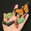 Simulation Animals Growth Cycle Butterfly,Ladybug,Chicken Life Cycle Figurine Plastic Models Action Figures Educational Kids Toy