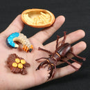 Simulation Animals Growth Cycle Butterfly,Ladybug,Chicken Life Cycle Figurine Plastic Models Action Figures Educational Kids Toy