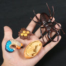 Simulation Animals Growth Cycle Butterfly,Ladybug,Chicken Life Cycle Figurine Plastic Models Action Figures Educational Kids Toy