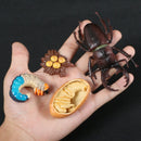 Simulation Animals Growth Cycle Butterfly,Ladybug,Chicken Life Cycle Figurine Plastic Models Action Figures Educational Kids Toy