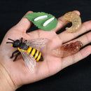 Simulation Animals Growth Cycle Butterfly,Ladybug,Chicken Life Cycle Figurine Plastic Models Action Figures Educational Kids Toy
