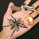 Simulation Animals Growth Cycle Butterfly,Ladybug,Chicken Life Cycle Figurine Plastic Models Action Figures Educational Kids Toy