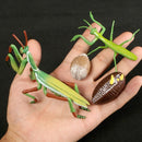 Simulation Animals Growth Cycle Butterfly,Ladybug,Chicken Life Cycle Figurine Plastic Models Action Figures Educational Kids Toy